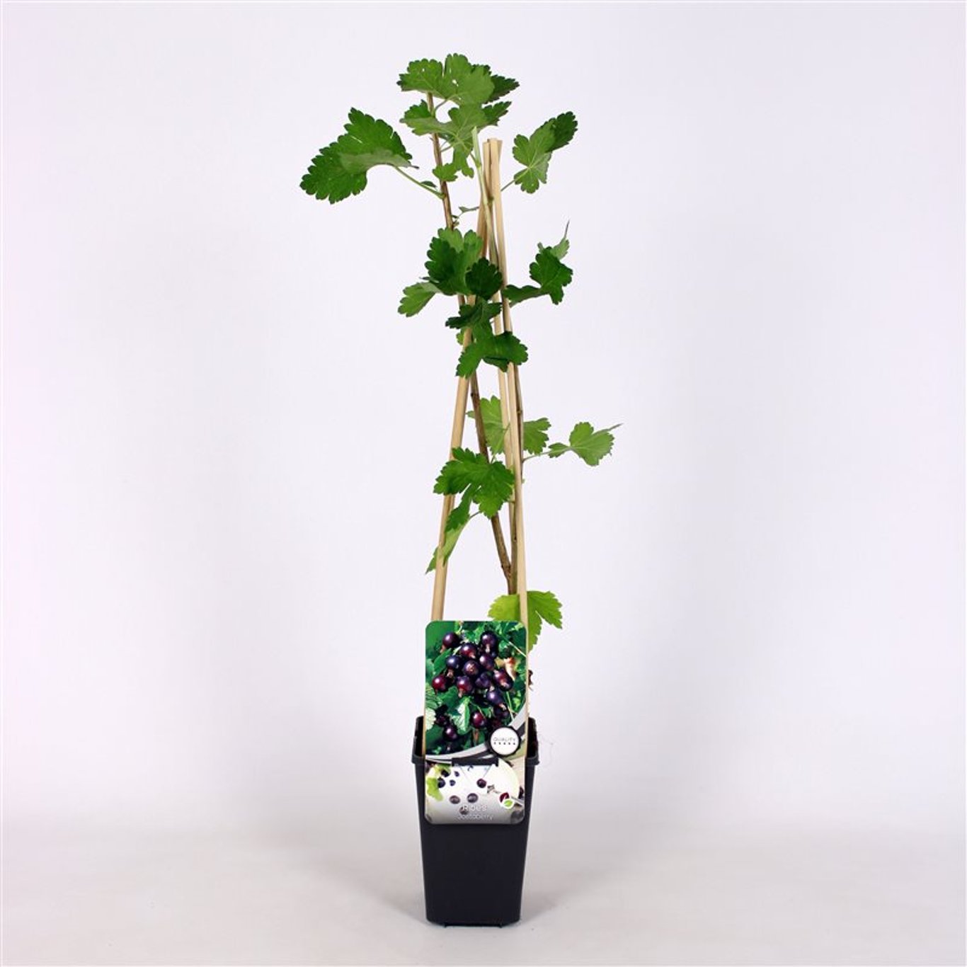 Ribes Jostaberry - C2 70/+ CM